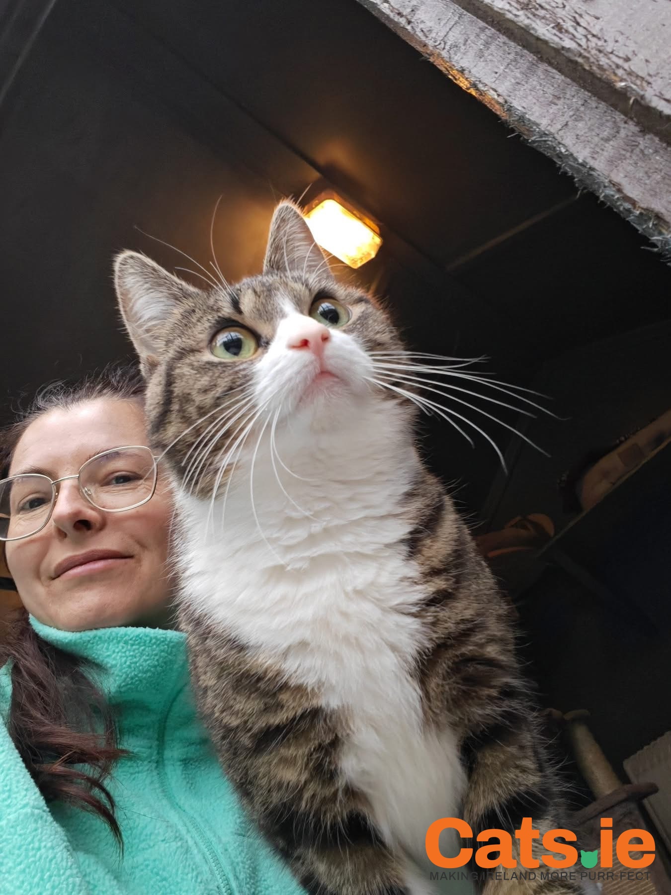 🐾 Ms Cookie (Manx) – Looking for a Quiet Forever Home 🐾