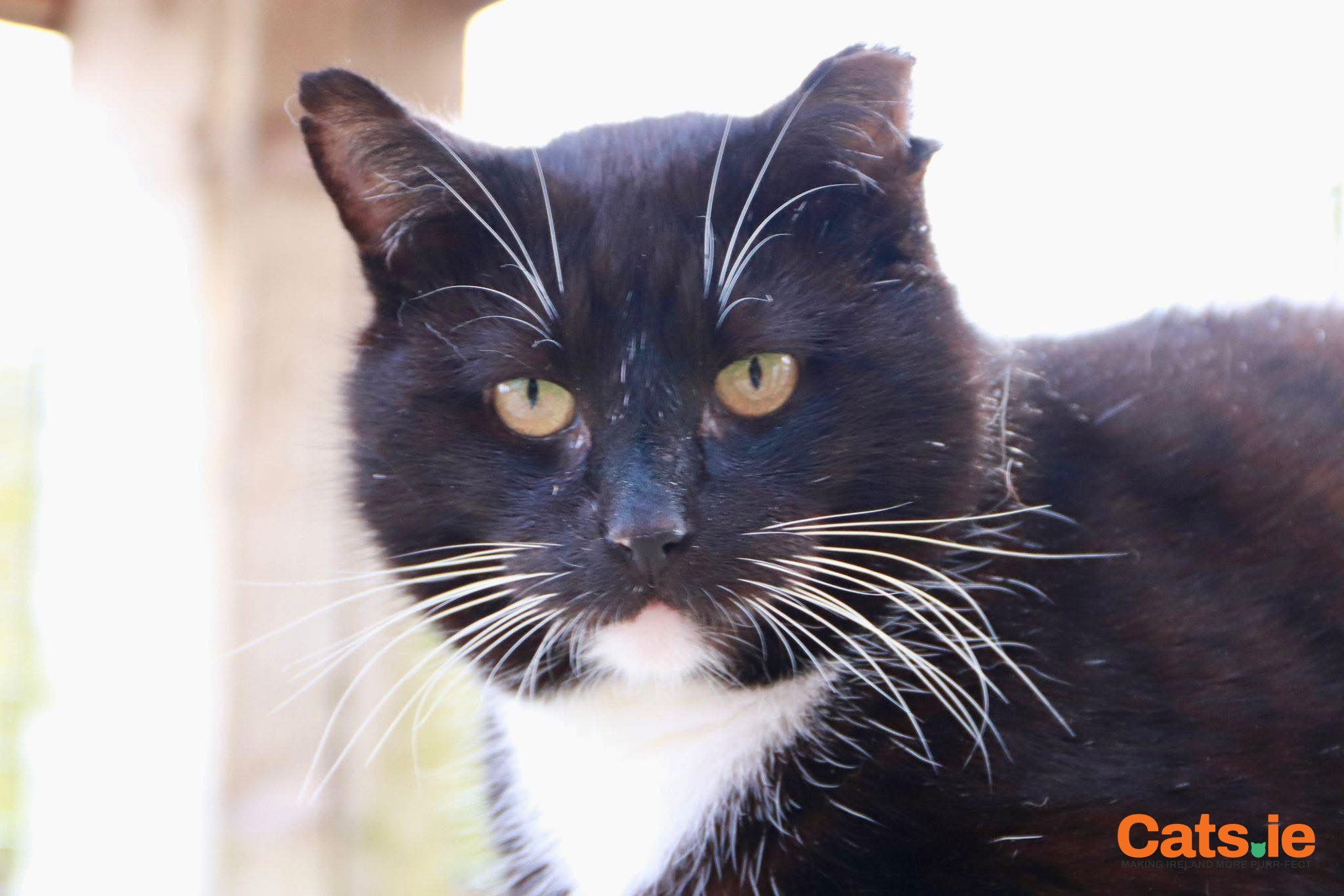 🐾 Patrick Dempsey – Loving Tuxedo Cat 🐾