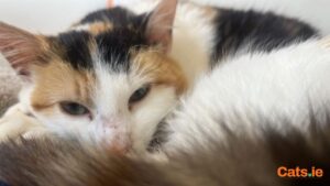 💗 Ella – Sweet & Affectionate Companion 💗