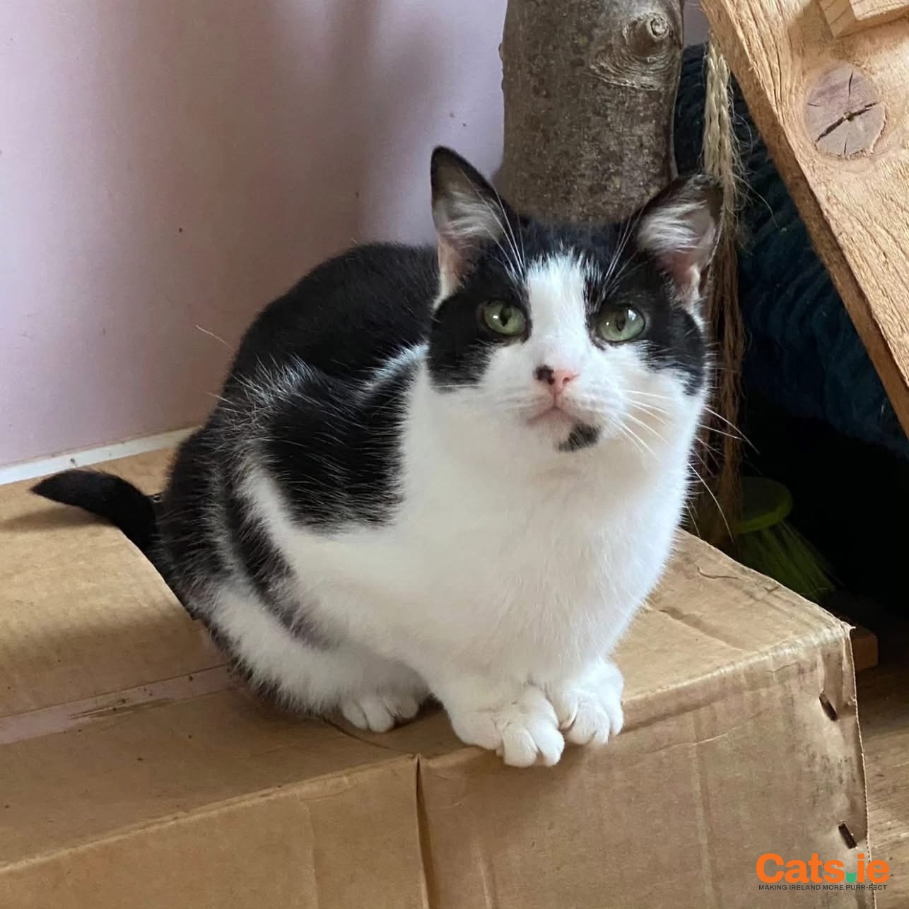 Mavis & Vera – Bonded Sisters Looking for a Home