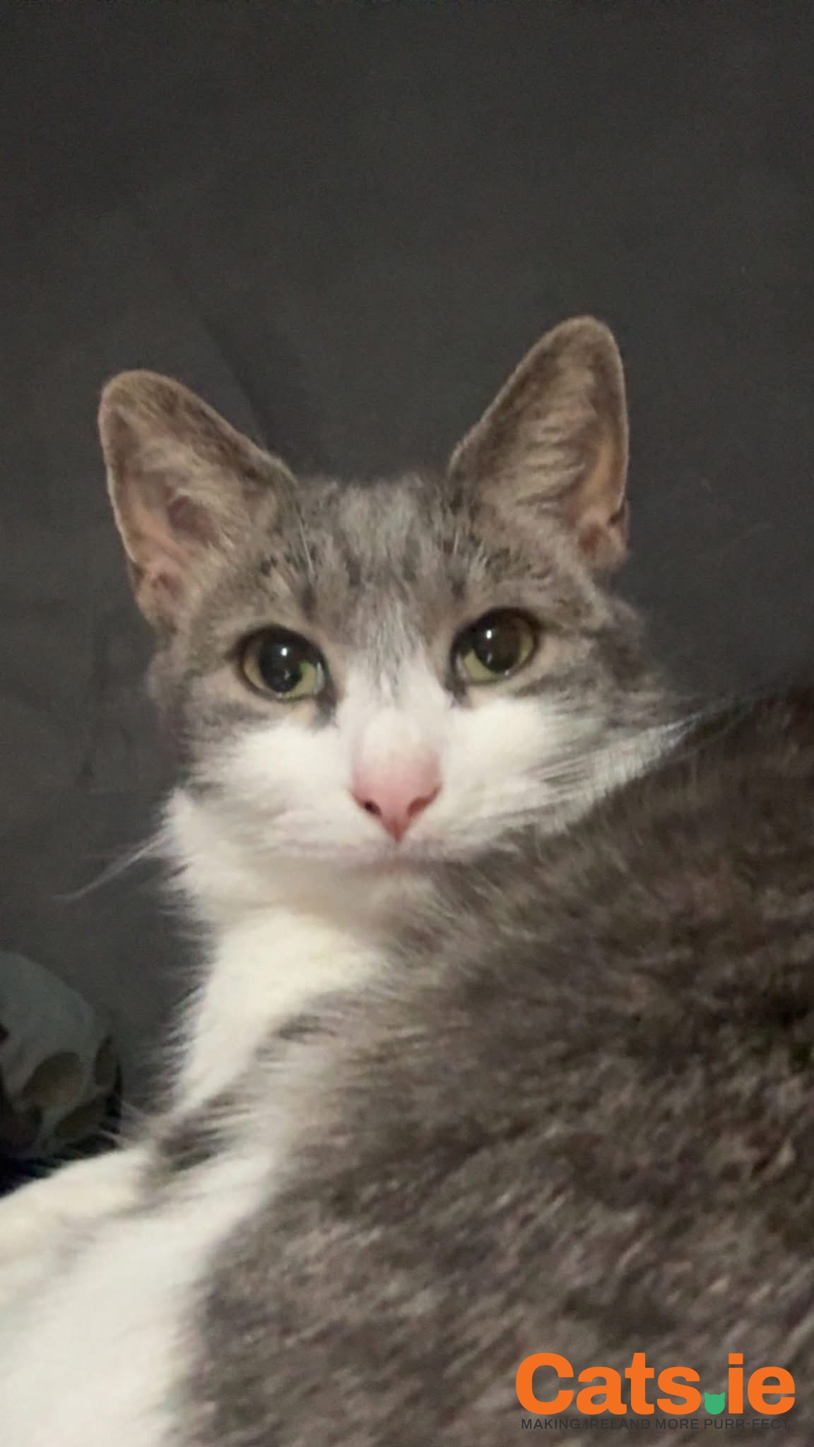 💔 Missing Cat – Nana (Tallanstown, Co. Louth) 💔