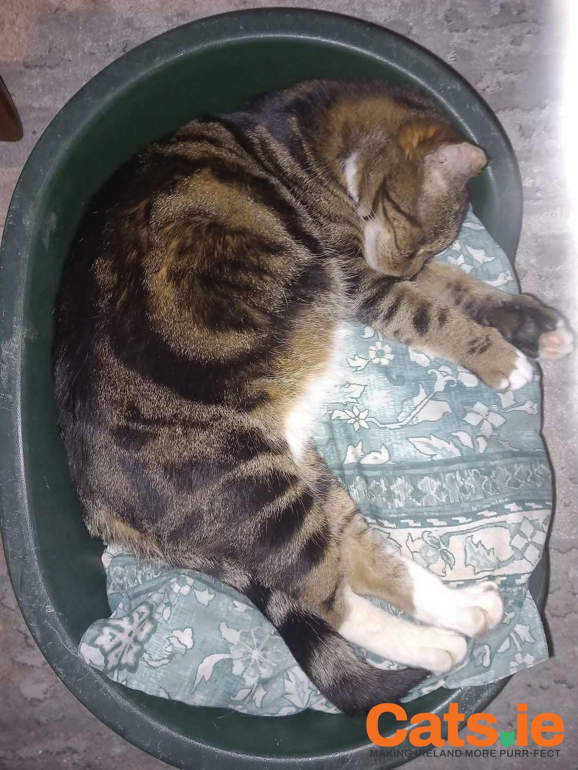 🚨 Still Missing – Prince (Castlebar) 🚨