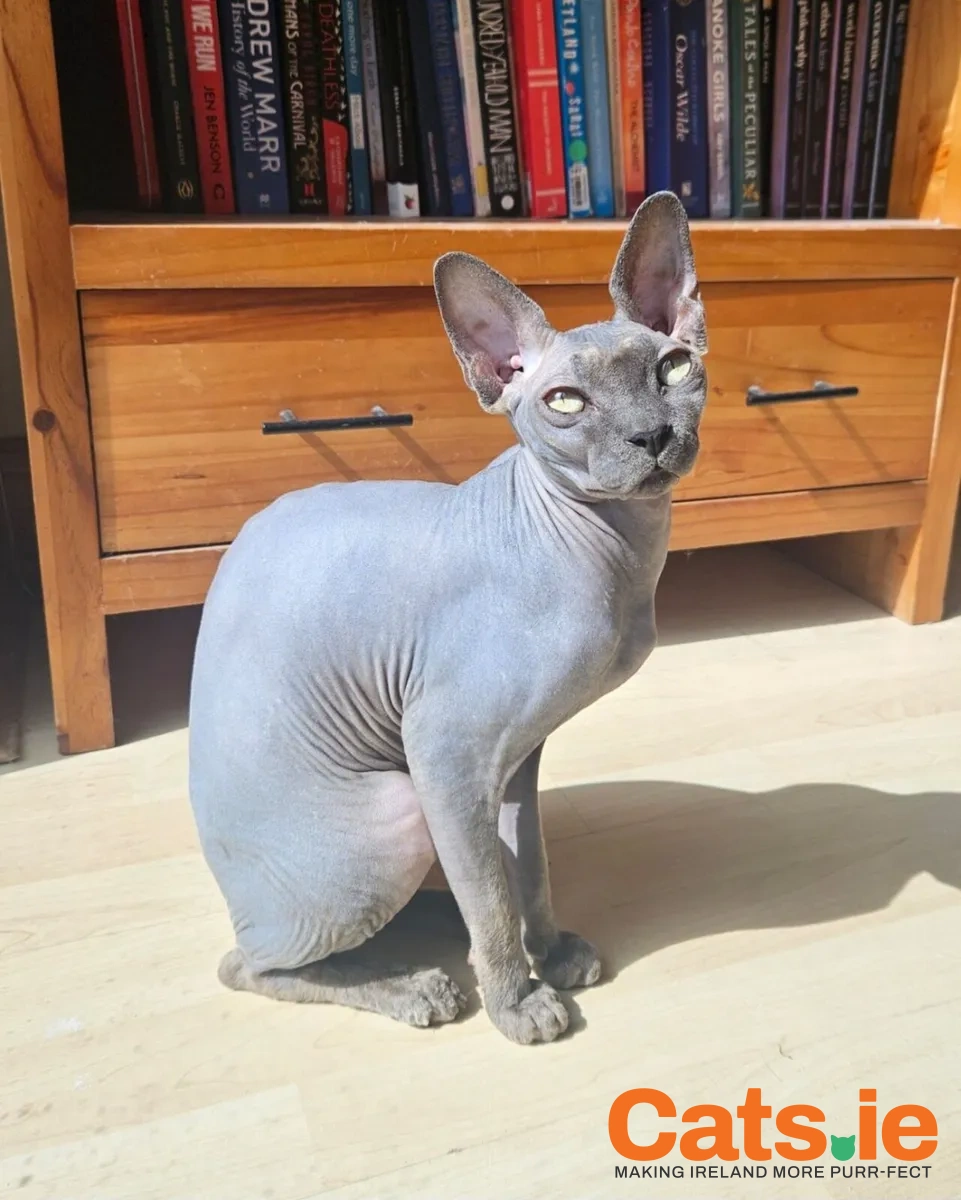 Bonded Pair of Sphynx Cats – Indoor Home Only