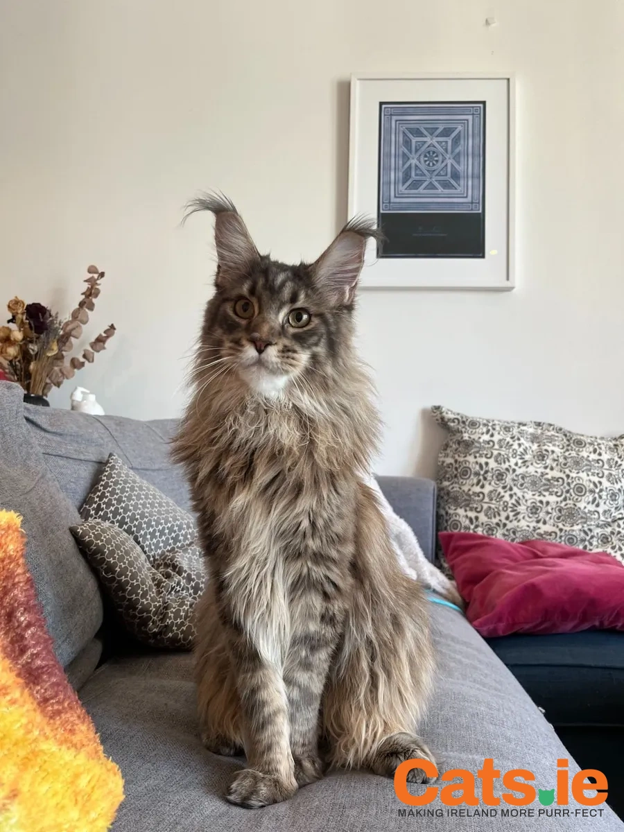 Kiko – Maine Coon (16 Months) Looking for a Loving Home