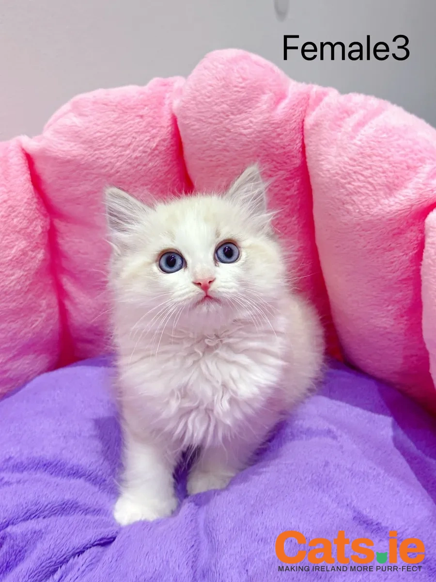 Ragdoll Kittens – 1 Female Available