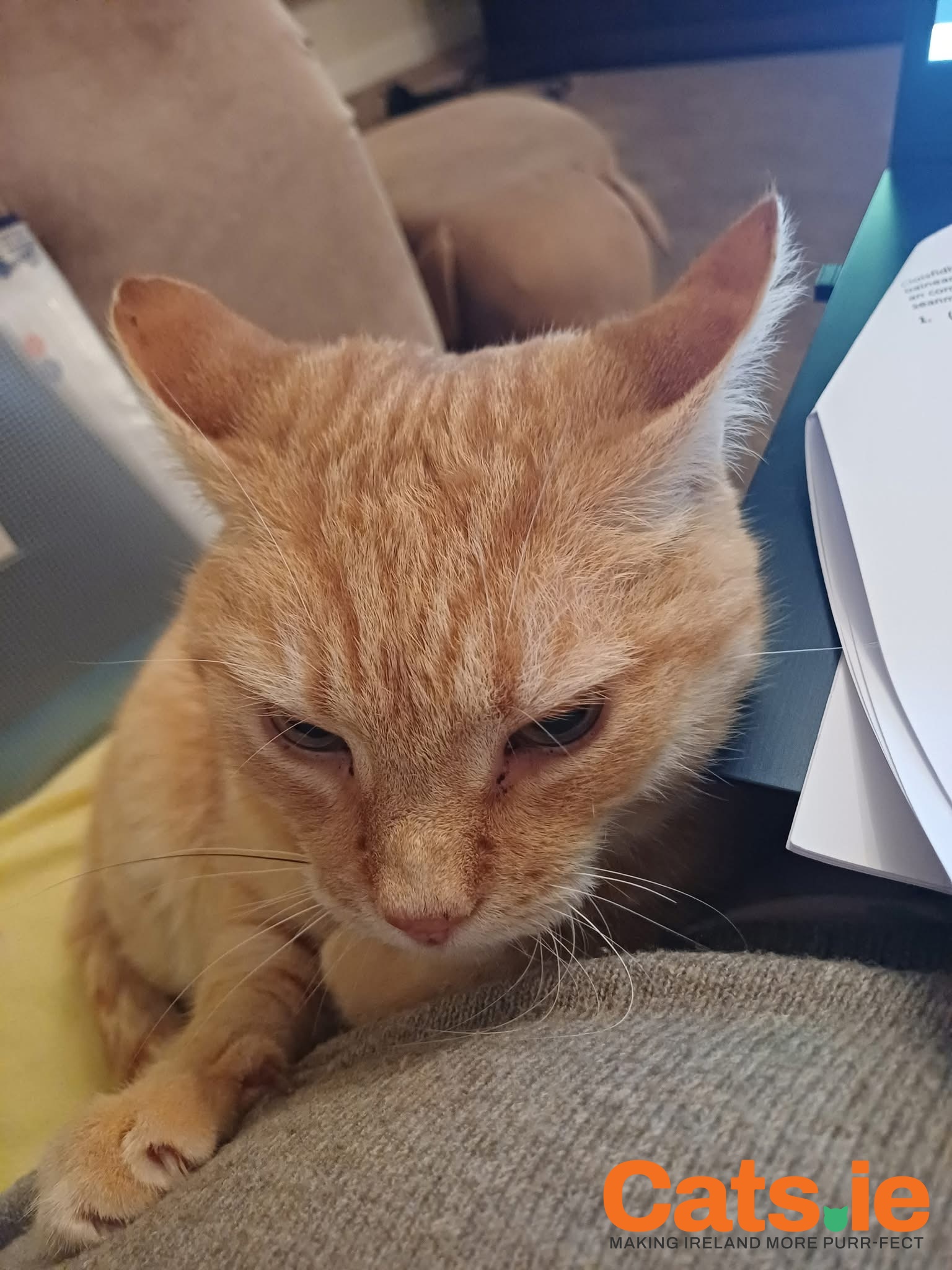 💔 Missing Cat – Freddy (Leixlip) 💔