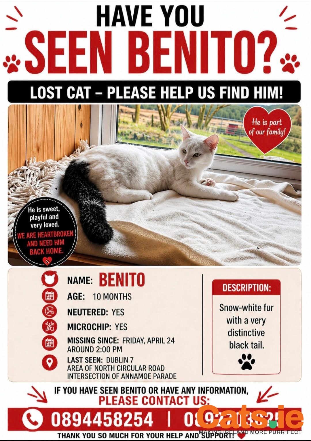 🚨 Missing Cat – Benito (Dublin 7) 🚨