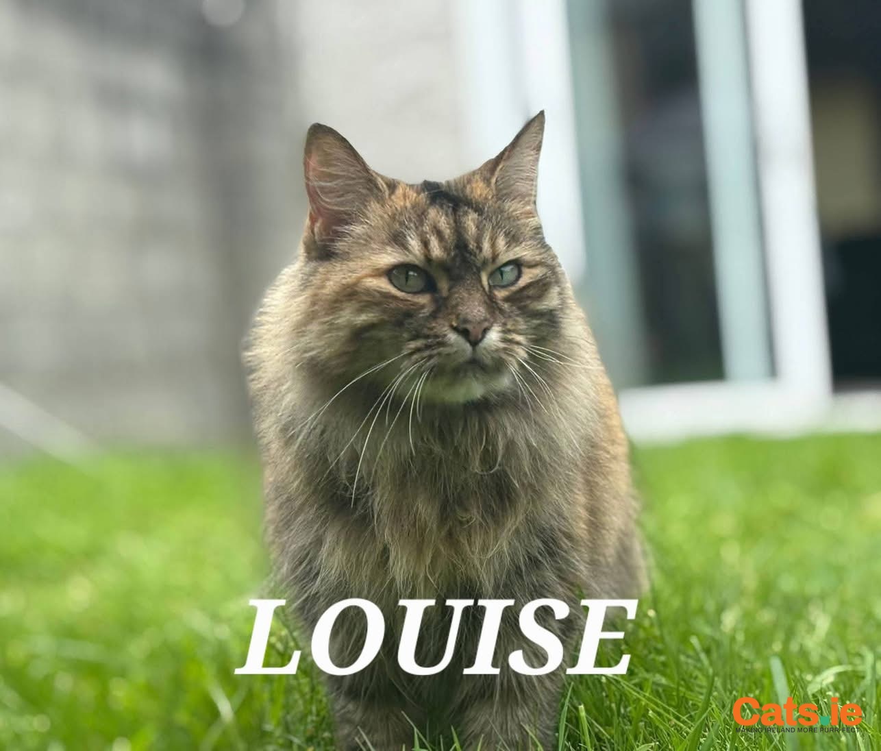 🚨 URGENT – 3 Missing Cats (Thurles, Co. Tipperary) 🚨