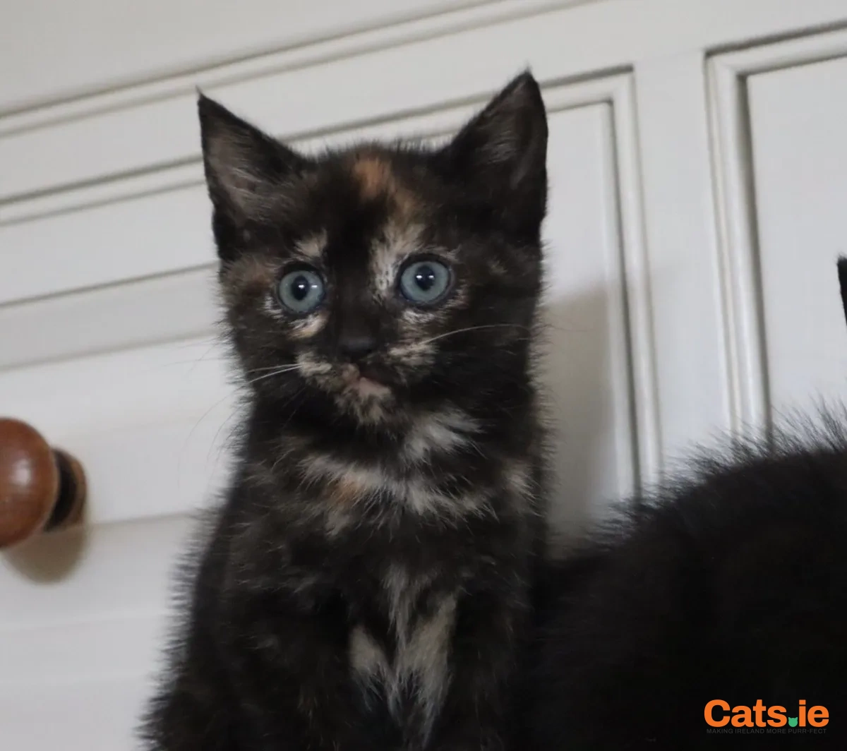 🐾 Calico Female Kittens – Ready for New Homes 🐾