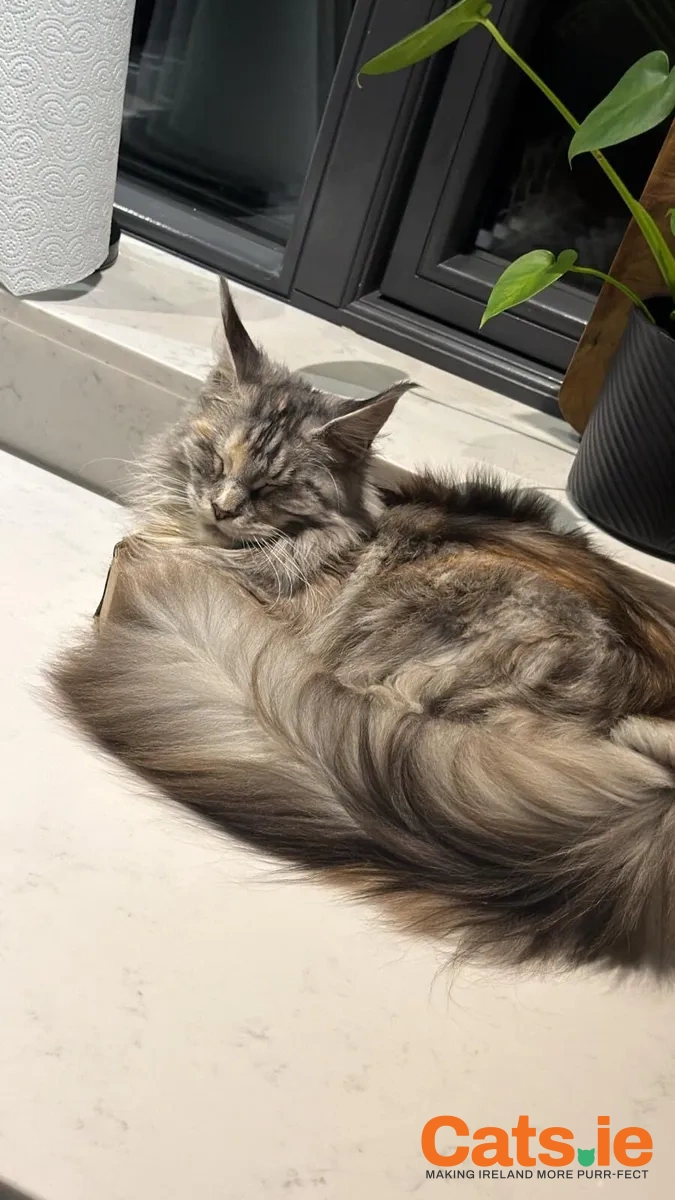 9-Month-Old Female Maine Coon – Loving & Playful