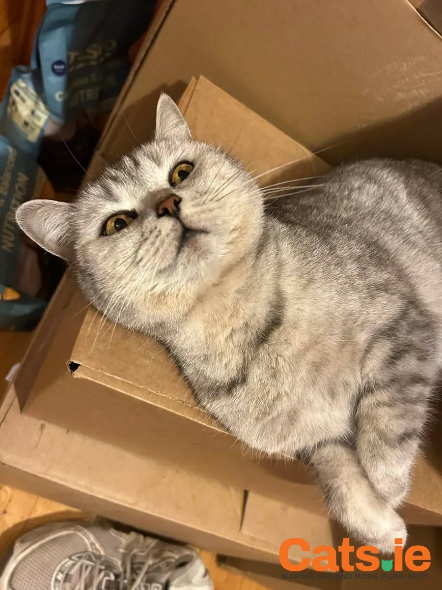🐾 British Shorthair Female (Adult) 🐾